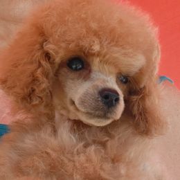Boy 2 - Poodle puppy in Texas from Pitties' Love
