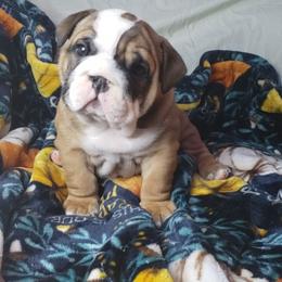 Bulldog Puppies from Illinois Bullies Kennel