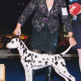 Dalmatians from Spotlight Dalmatians