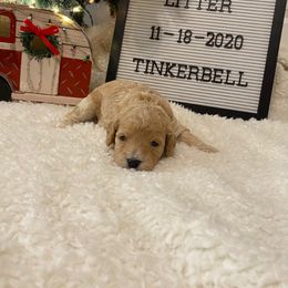 Cavalier King Charles Spaniel and Cavapoo Puppies from K’s Cavys