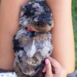 Doc - Merle male Bernedoodle puppy in Highland, Utah from Angel Pups Deluxe