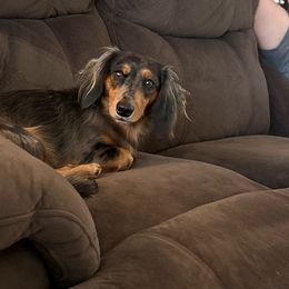 Waylon - Dachshund
