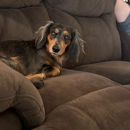 Waylon - Dachshund