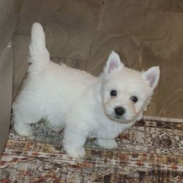 Boss - White male West Highland White Terrier puppy in Hoschton, Georgia from AKC  Westie World