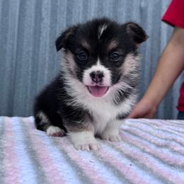 Female 2 - Black and tan female Pembroke Welsh Corgi puppy in Stephenville, Texas from Rising JM Pembrokes