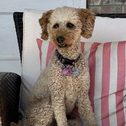 Cavapoos and Poodles from Puppy Buddy USA