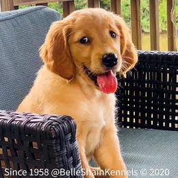 Golden Retrievers, Labrador Retrievers, and Spinoni Italiani from Belle Shain Kennels