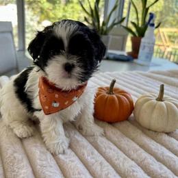 Snoopy - Black and white male Shih Tzu puppy in Springboro, Ohio from Shih Tzus of Springboro LLC.