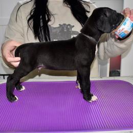 Jack Daniels - Black and white male Great Dane puppy in Chapmansboro, Tennessee from Balthrop Bend Farms