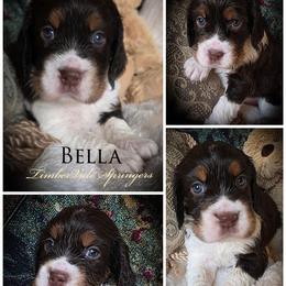 Girl 1 'Bella' - Liver white and tan female English Springer Spaniel puppy in Silverdale, Washington from TimberVale Springers