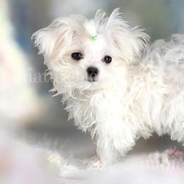 Biewer Terriers, Miniature Schnauzers, Morkies, and Yorkshire Terriers from Blue Ridge Mountain Puppies