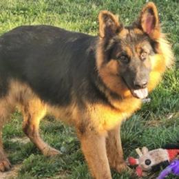 German Shepherds from Cairn's Shepherds