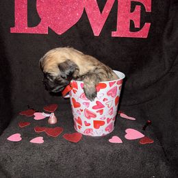 Maltese Puppies from Sweetface Maltese