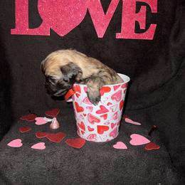Maltese Puppies from Sweetface Maltese