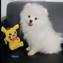 Hoss - White male Pomeranian puppy in Cornville, Arizona from Glacial Pomeranians