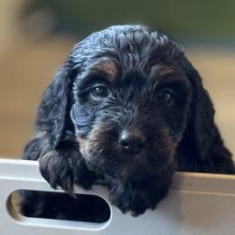 Dorthy - Phantom female Bernedoodle puppy in Wilkesboro, North Carolina from Bernedoodle Love Puppies