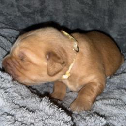 Butter Girl - Golden female Golden Retriever puppy in Rockwell, North Carolina from KnL Golden Acres