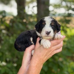Hook - Tri-color male Bernedoodle puppy in Bellville, Ohio from Bernedoodle Buddies
