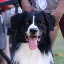Cooper - Miniature Australian Shepherd