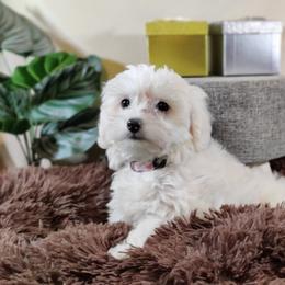 Coton de Tulear and Poodle Puppies from Legacy Pets