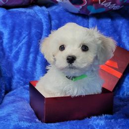 Bichon Frise Puppies from Wonder Bichons
