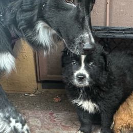 Australian Shepherds from Paradise Creek Aussies