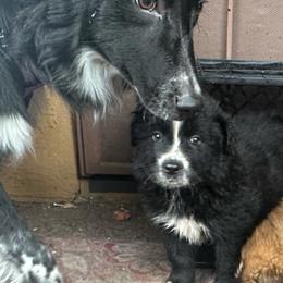 Australian Shepherds from Paradise Creek Aussies