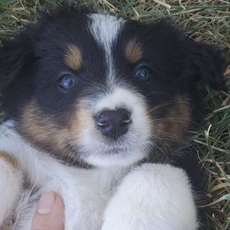 Australian Shepherds from Dyna Aussies