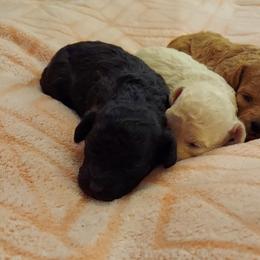 Poodle Puppies from Caboodles Of Poodles