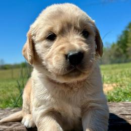 Sonny - Light golden male Golden Retriever puppy in Doniphan, Missouri from Stockford’s Golden Retrievers
