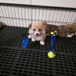 Hattie - Sable female Pembroke Welsh Corgi puppy in Charleston, Arkansas from Hilltop Corgis
