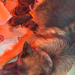 Girl 5 - Sable female German Shepherd puppy in Mount Vernon, Missouri from German Haus German Shepherds LLC