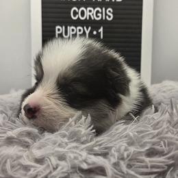 Party Popper - Black and tan male Pembroke Welsh Corgi puppy in Powhatan, Virginia from Ranch Hand Corgis