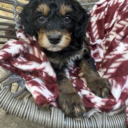 Balsam Fir - Black and tan female Cavapoo puppy in Austin, Texas from Doodles of Central Texas