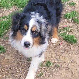 Micheal - Miniature Australian Shepherd