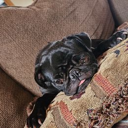 Olive - Pug