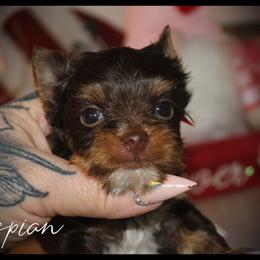 Caspian - Chocolate and tan male Yorkshire Terrier puppy in Warren, Michigan from Danielle's Yorkie & Shih Tzu Babies