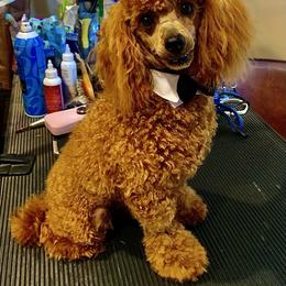 Bijou - Poodle
