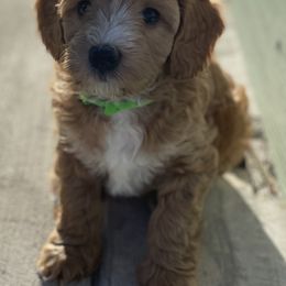 Goldendoodle Puppies from Salty River Doodles