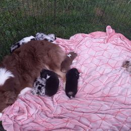 Australian Shepherd Puppies from Melick Kennels