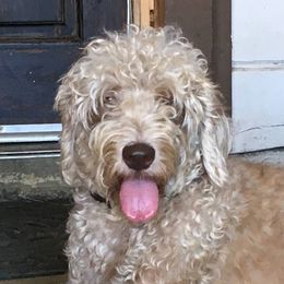 Artie - Labradoodle