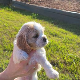 Cocker Spaniel All Grown Up from Van gass Puppies
