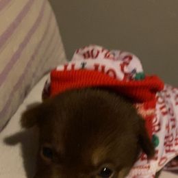 Pomsky Puppies from Urban Sky Kennel
