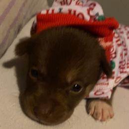 Pomsky Puppies from Urban Sky Kennel