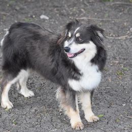 Envi - Australian Shepherd