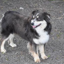 Envi - Australian Shepherd