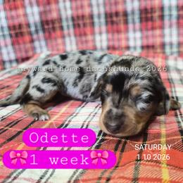 Odette - Dapple female Dachshund puppy in Harrodsburg, Kentucky from Wayward Home Dachshunds
