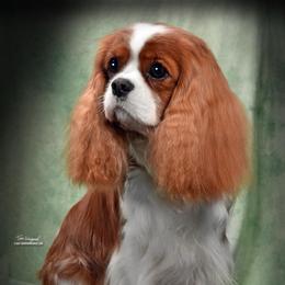 Clementine - Cavalier King Charles Spaniel