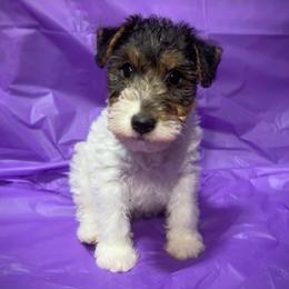 Only Girl - White black and tan female Wire Fox Terrier puppy in Ennis, Texas from Syrayed Farm