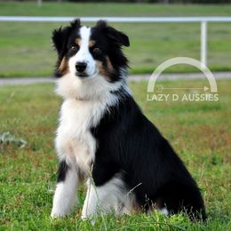 Aussiedoodles and Miniature Australian Shepherds from ETX Lazy D Aussies & Doodles